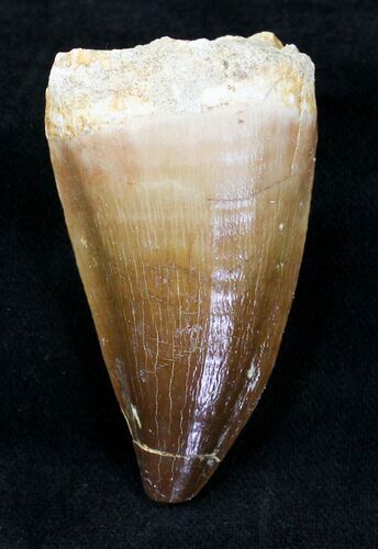 XL Mosasaur (Prognathodon) Tooth #20225